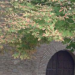 Entrada Ermita Barrio Entrada Ermita Barrio